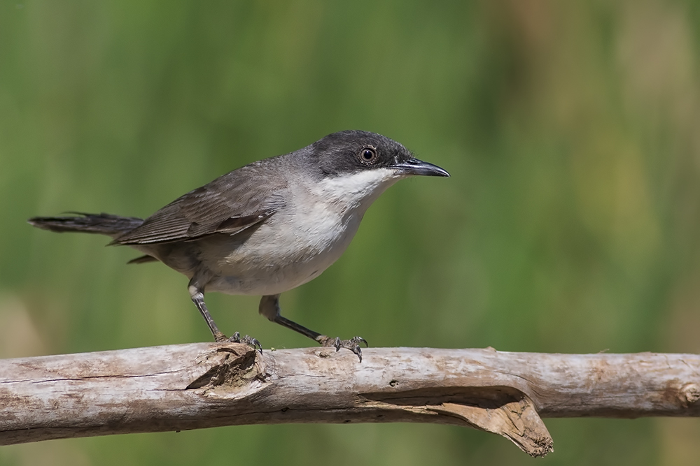 Eastern Orphean Warbler