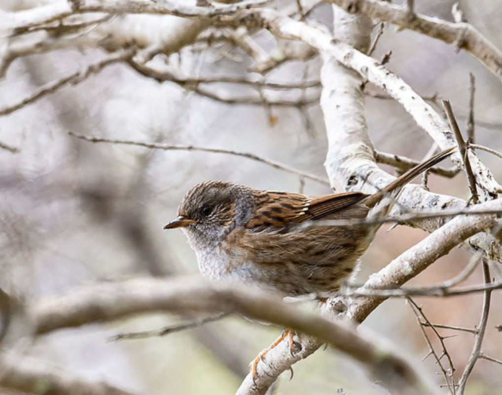 Dunnock
