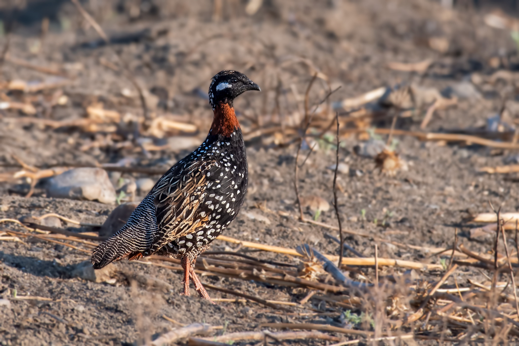 Black Francolin
