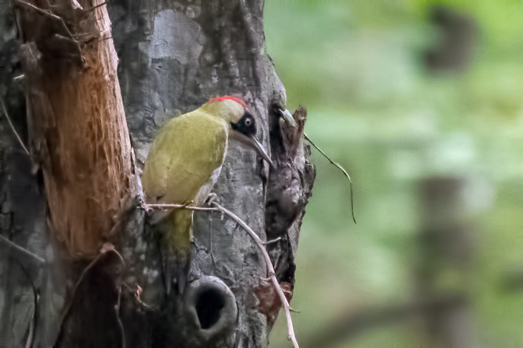European Green Woodpecker