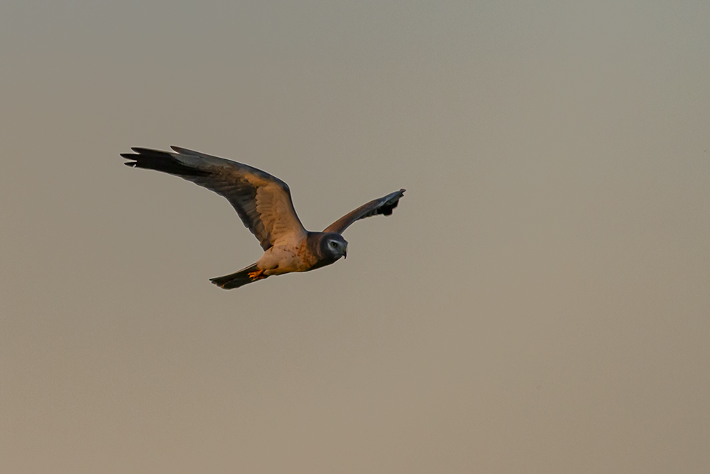 Pallid Harrier