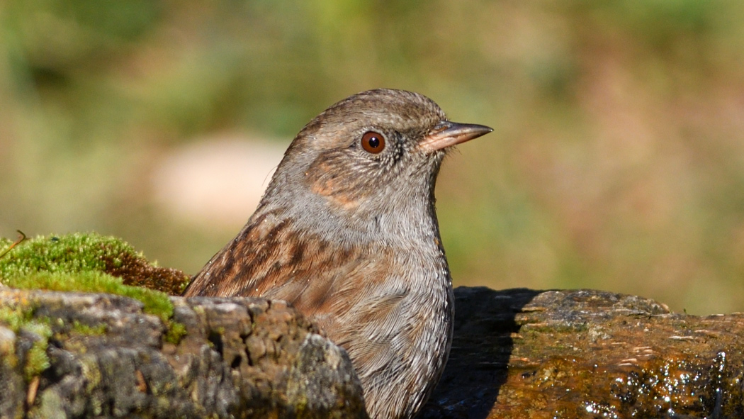 Dunnock
