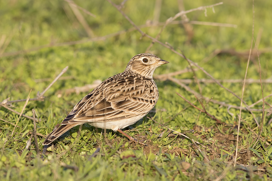 Eurasian Skylark