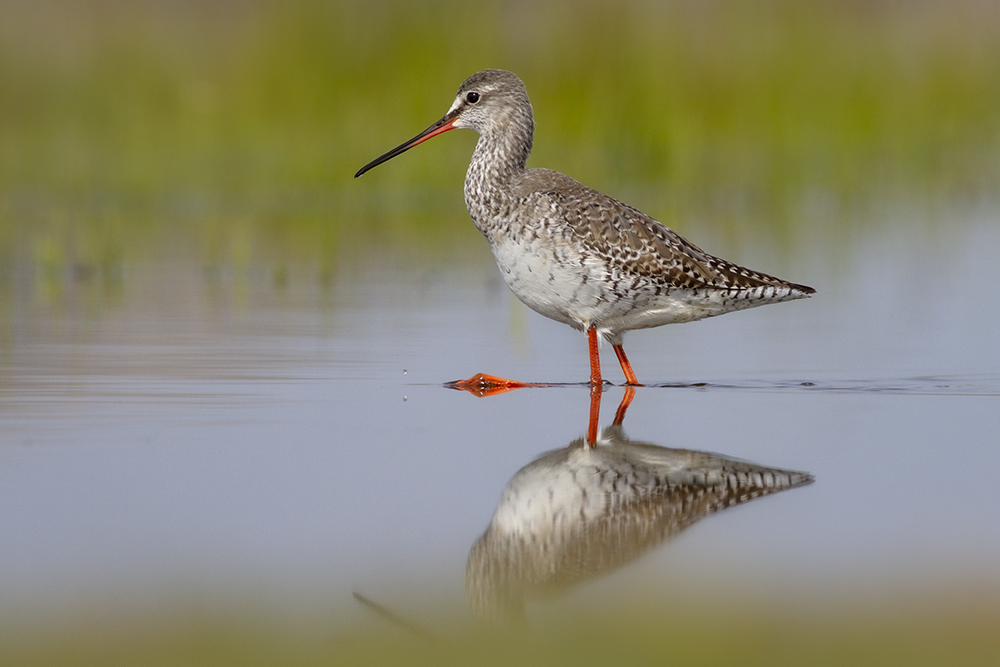 Spotted Redshank