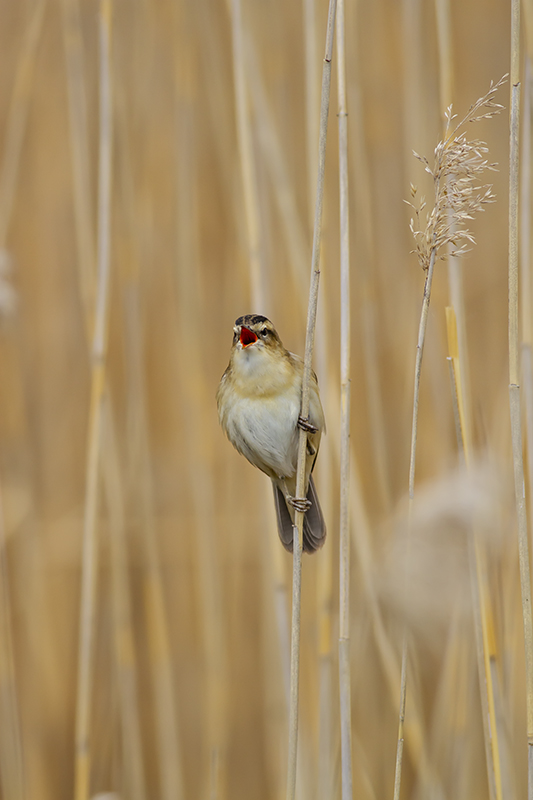 Sedge Warbler