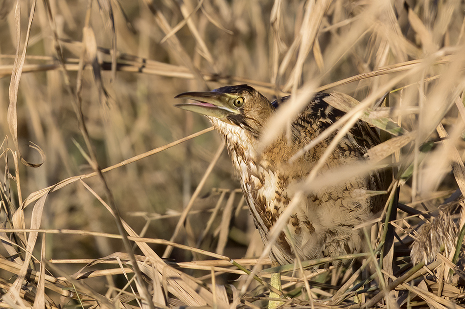Eurasian Bittern