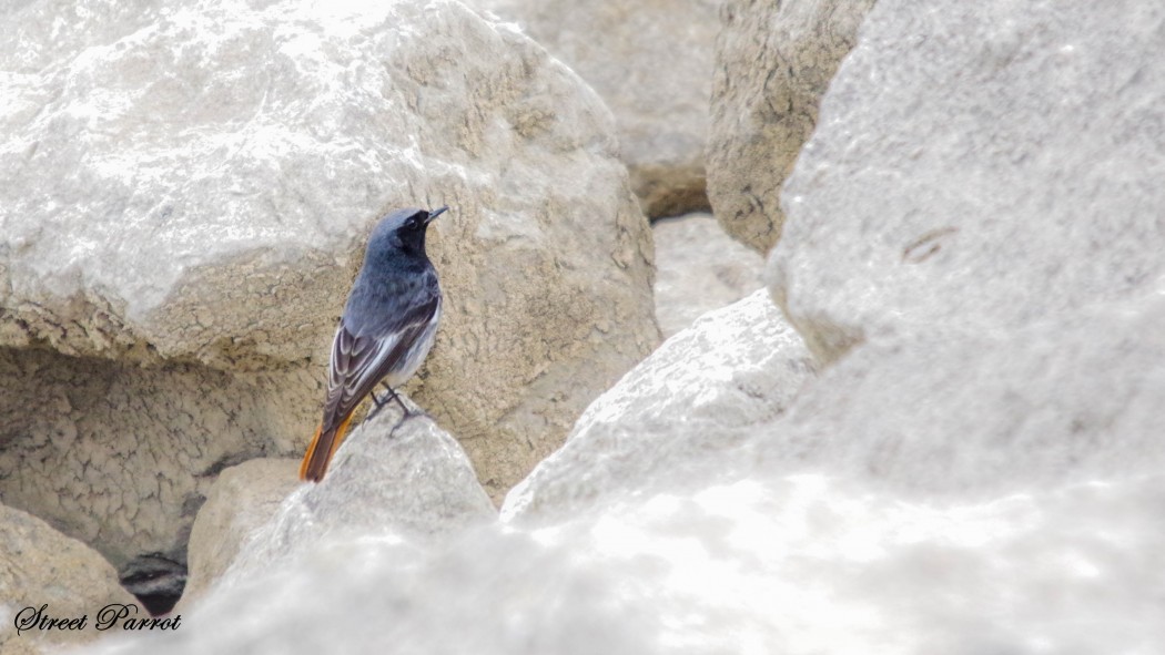 Black Redstart