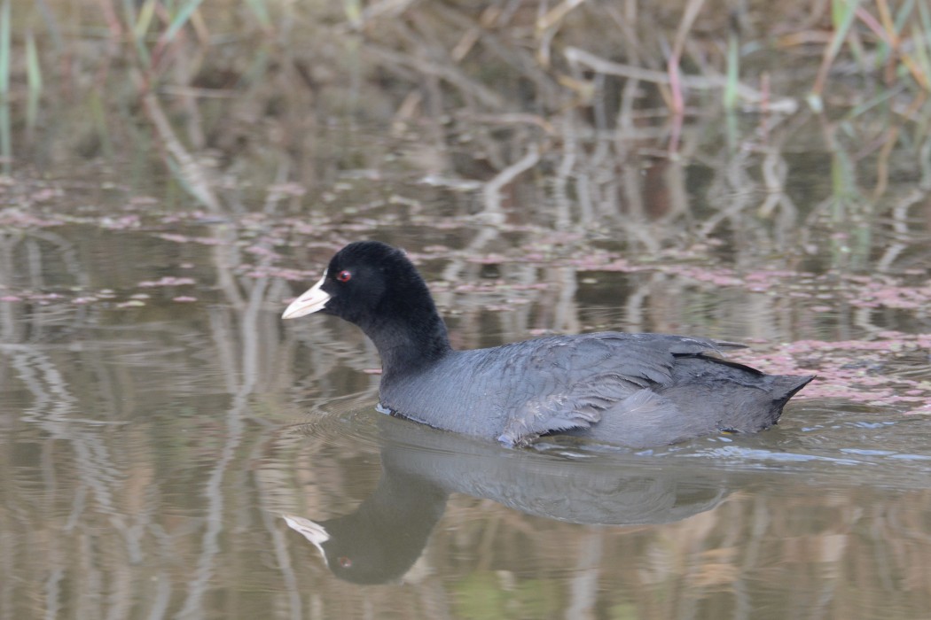 Eurasian Coot