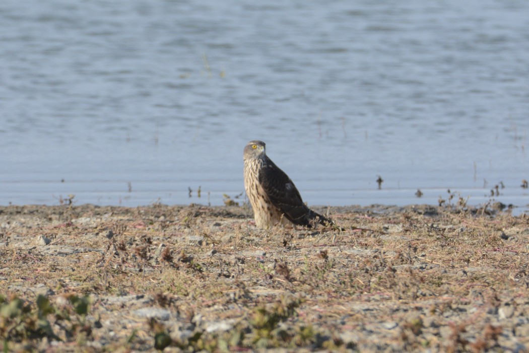 Northern Goshawk