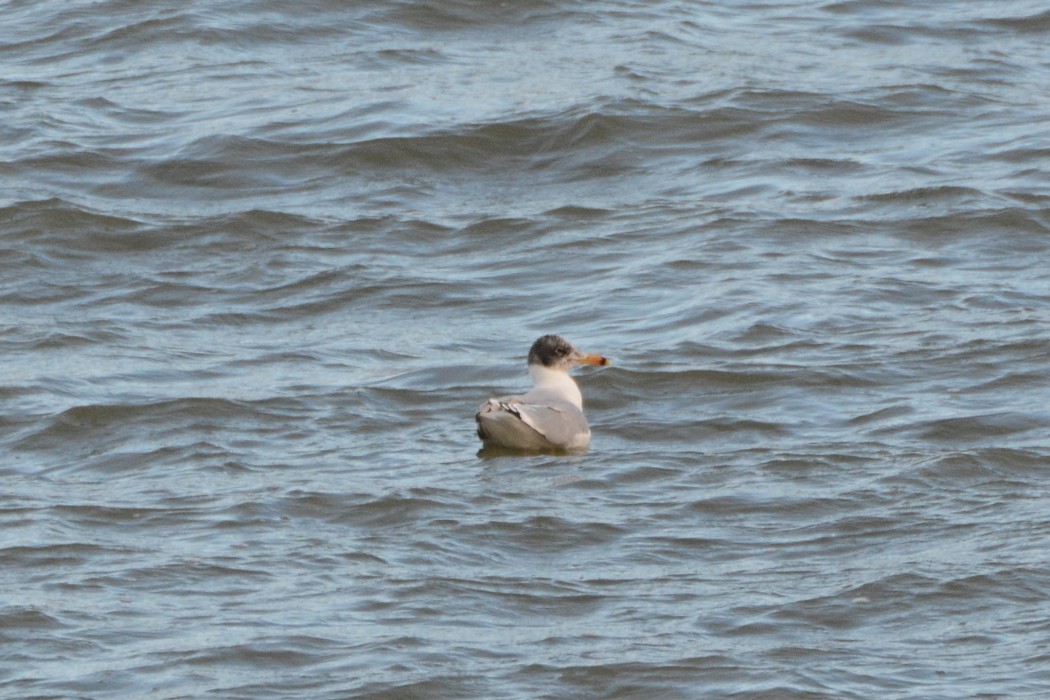 Pallas`s Gull