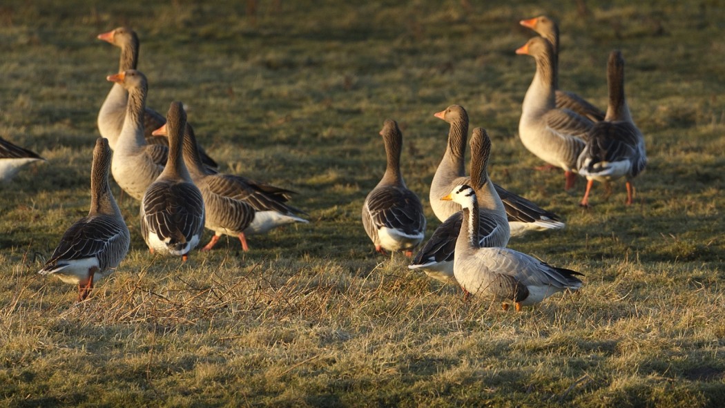 Bar-headed Goose