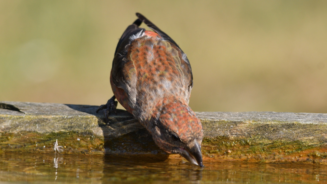 Red Crossbill