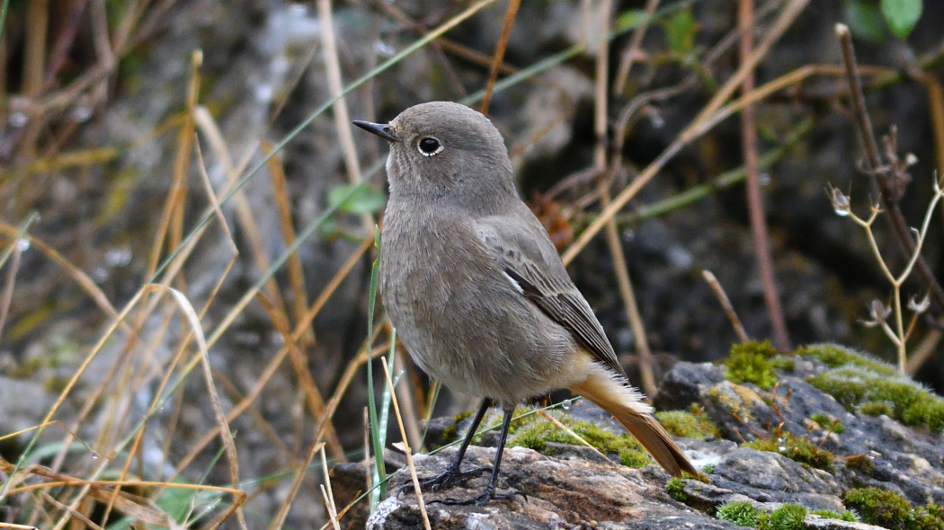 Black Redstart
