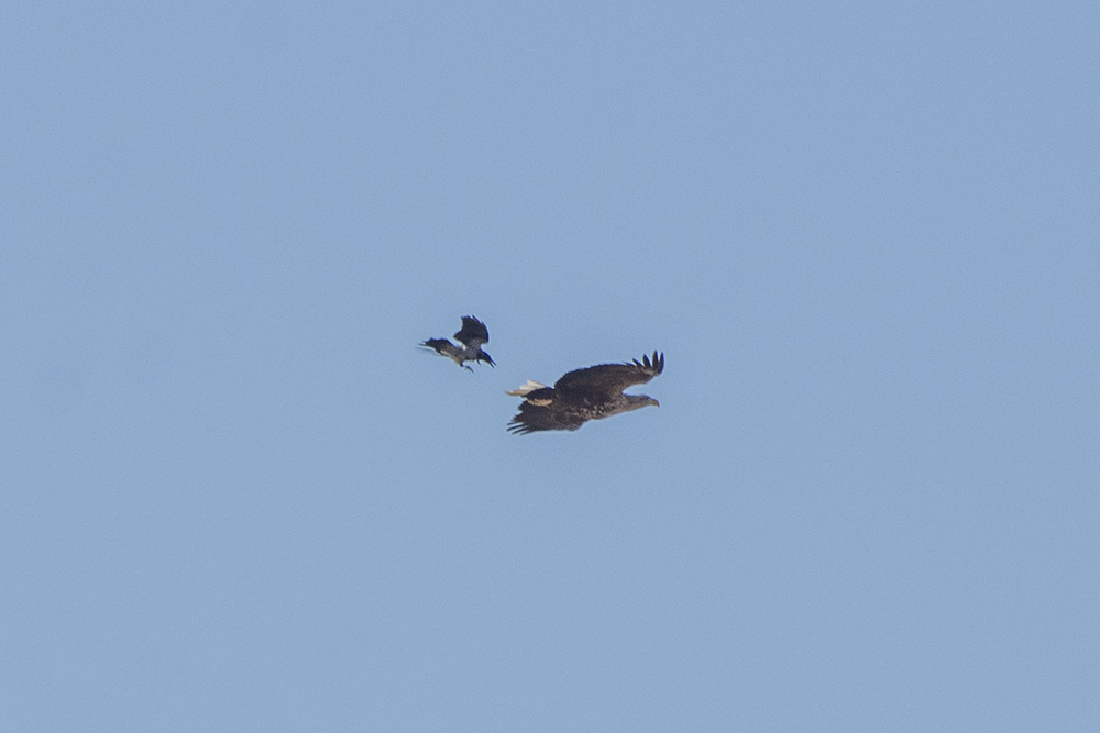 White-tailed Eagle