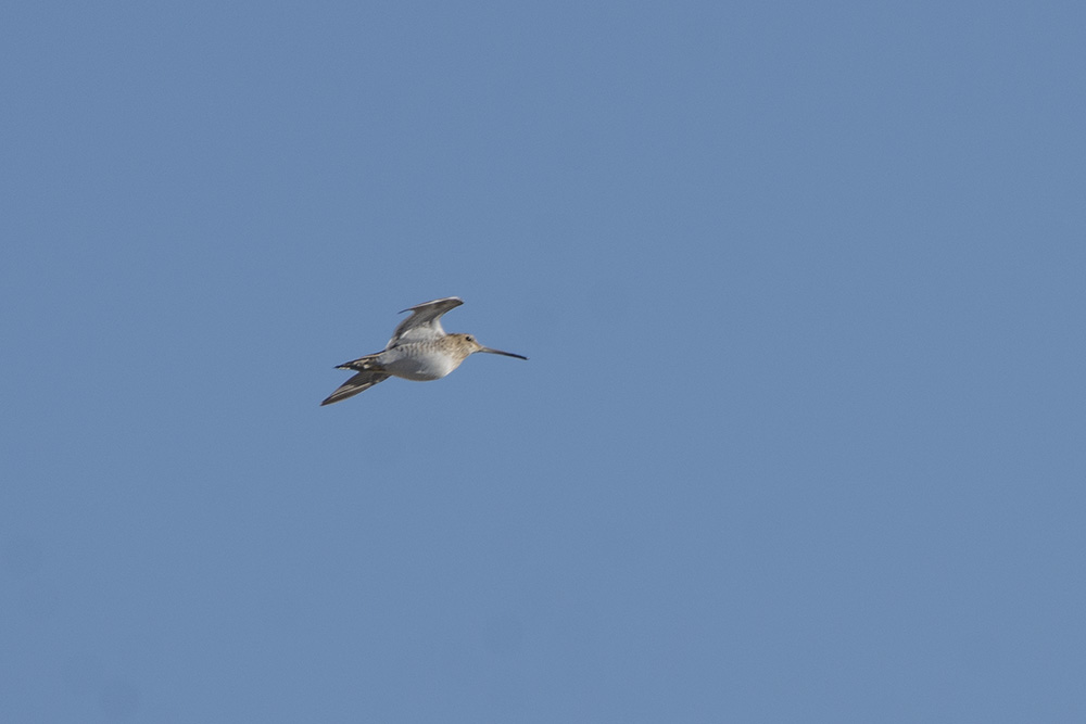 Common Snipe