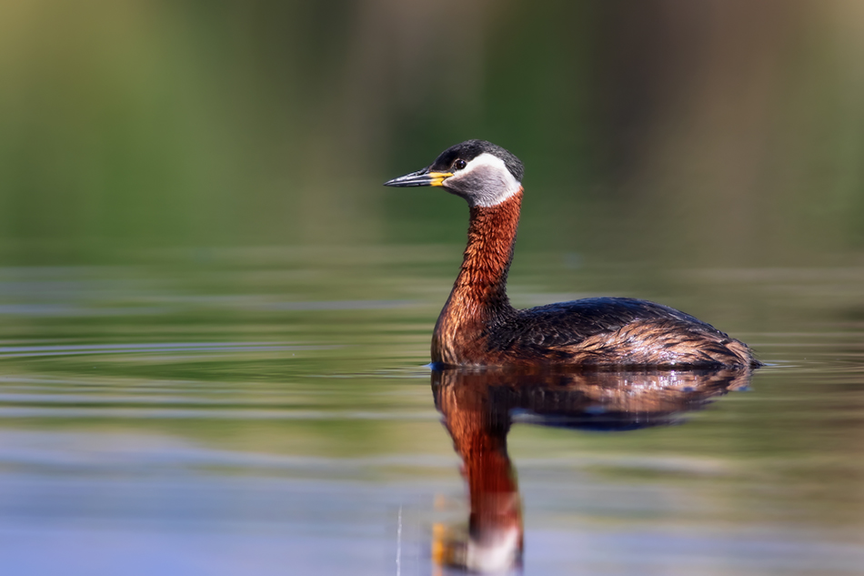 Red-necked Grebe