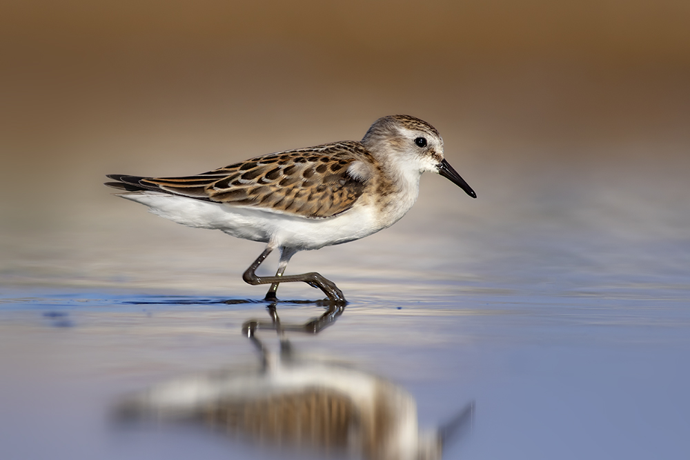 Little Stint