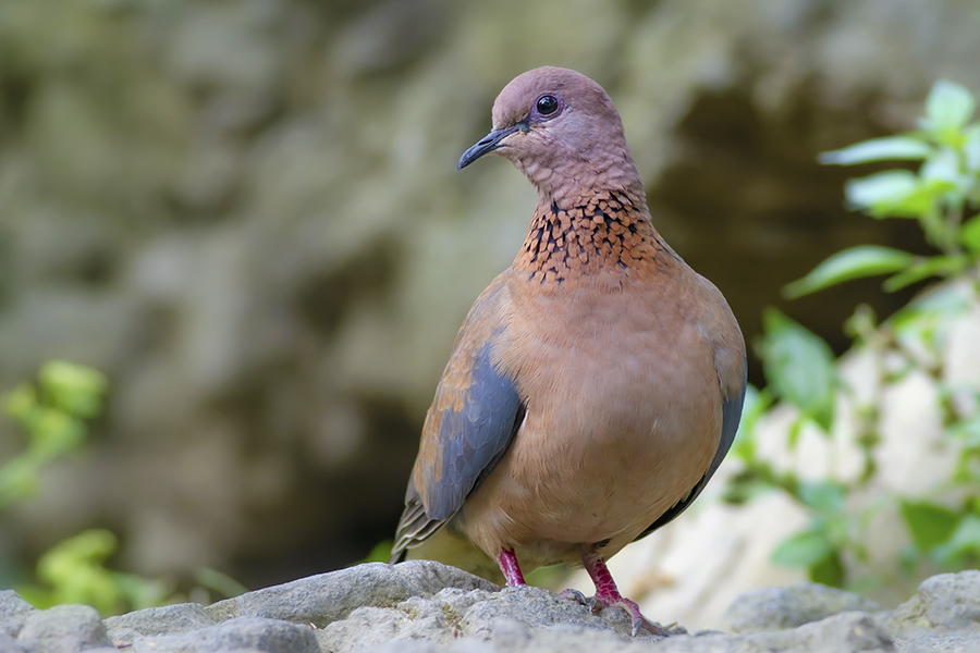 Laughing Dove