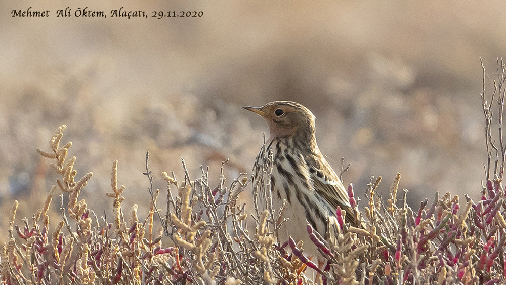 Red-throated Pipit