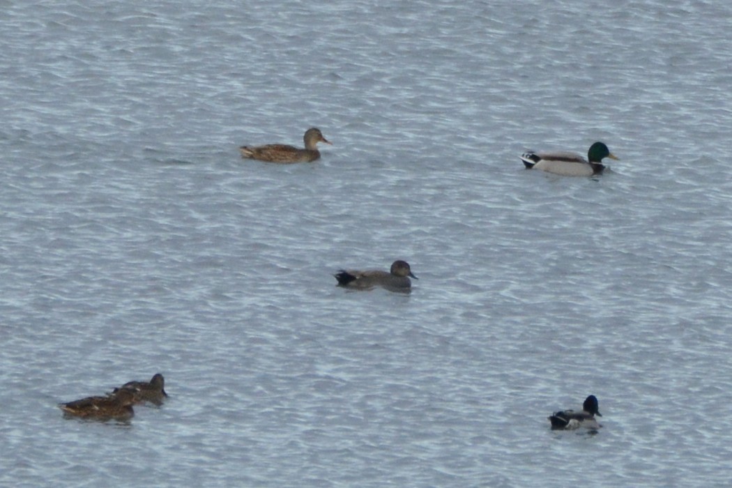 Gadwall