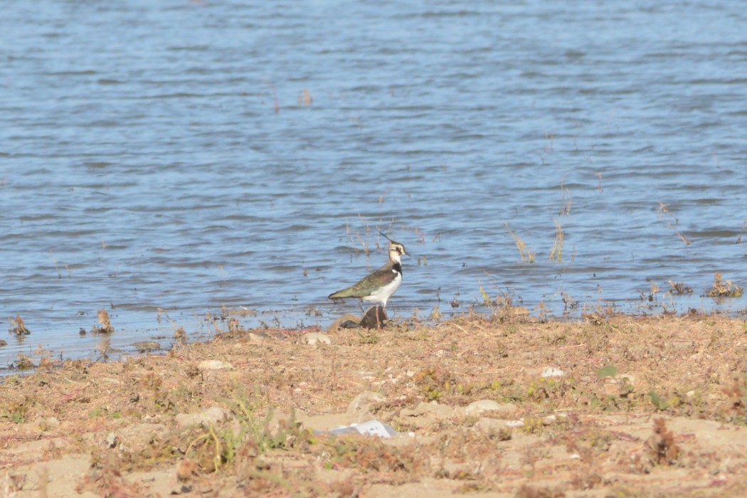 Northern Lapwing
