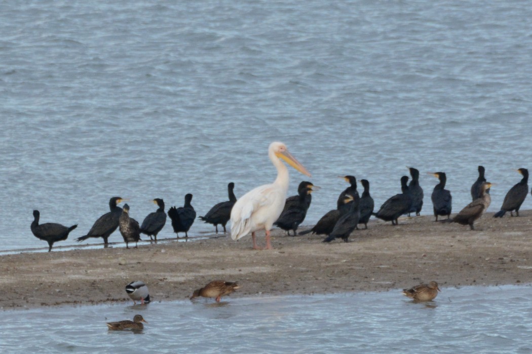 Great White Pelican