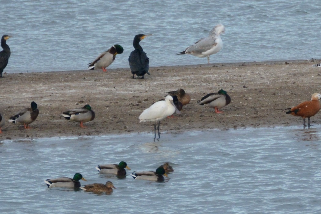 Eurasian Spoonbill