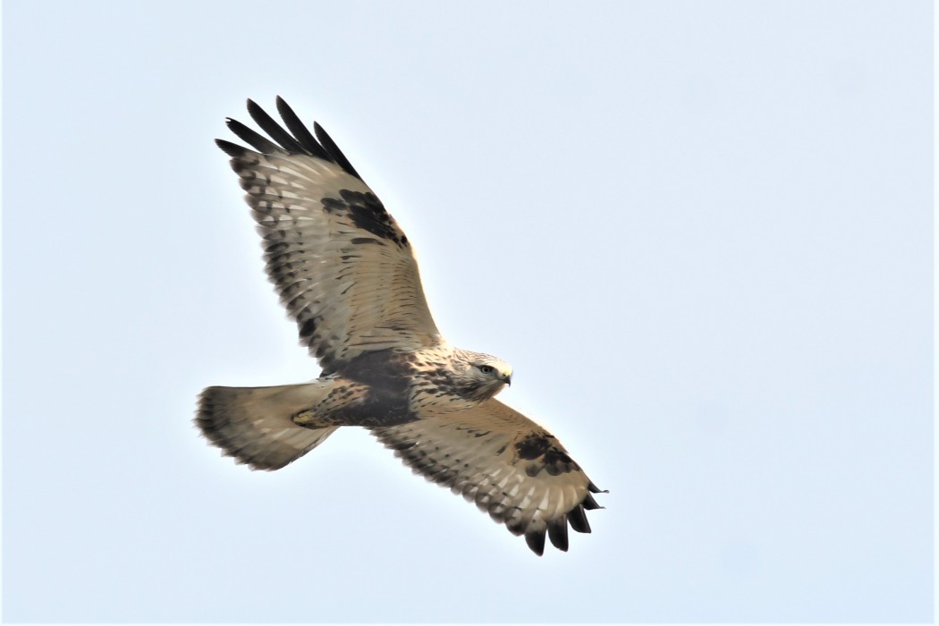 Rough-legged Buzzard
