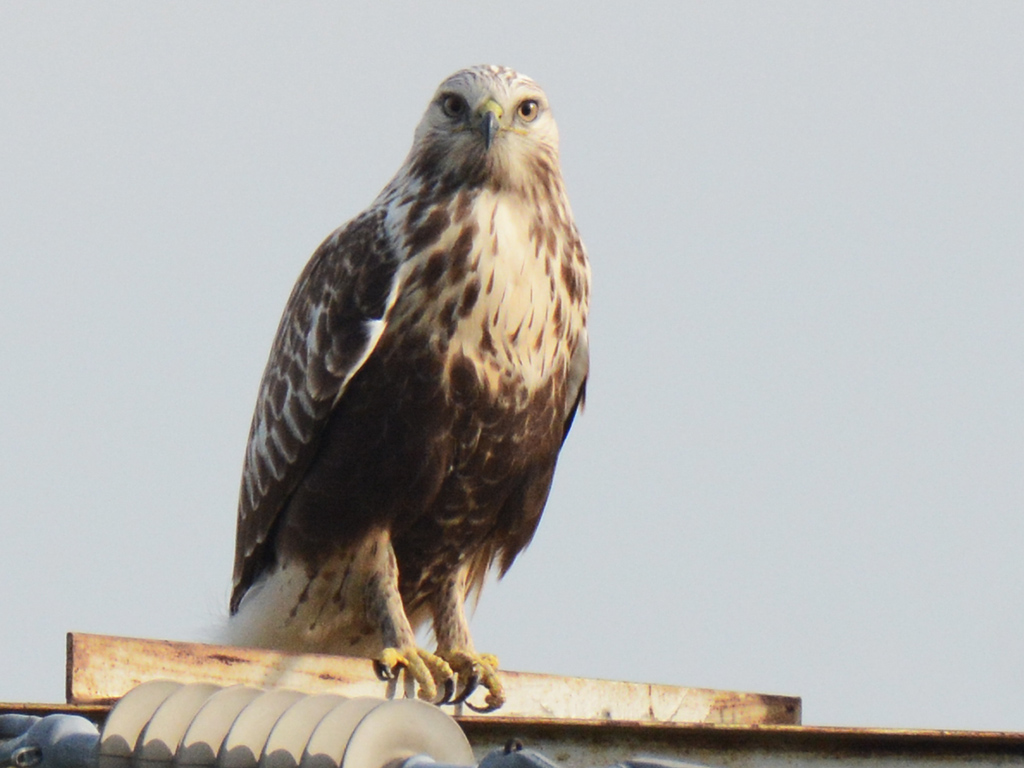 Rough-legged Buzzard
