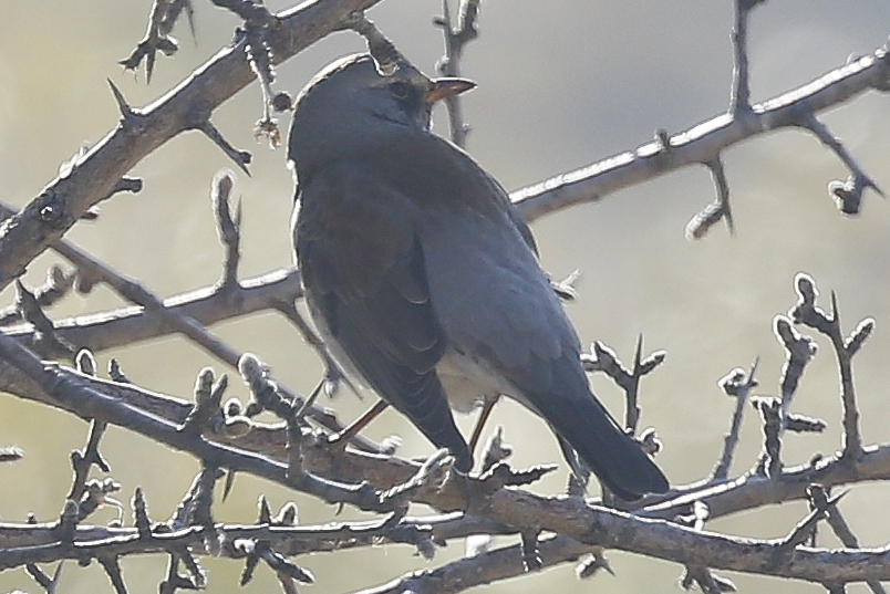 Fieldfare