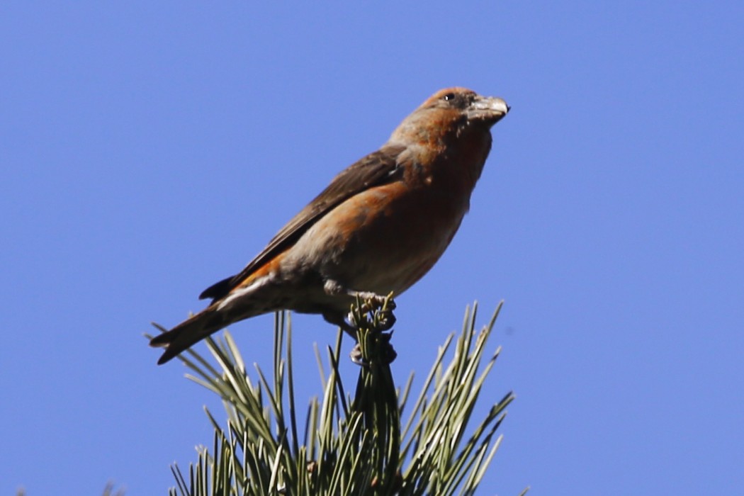Red Crossbill