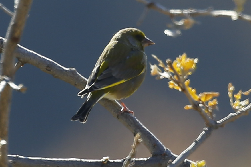 European Greenfinch