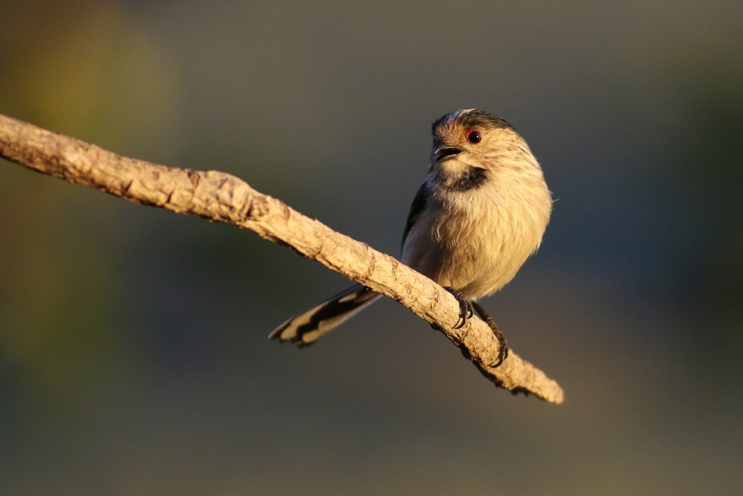 Long-tailed Tit