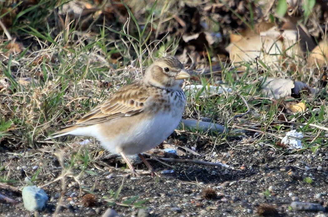 Calandra Lark