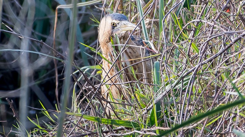 Eurasian Bittern
