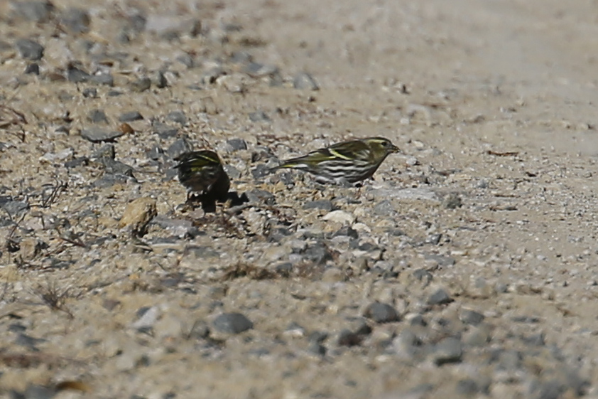 Eurasian Siskin