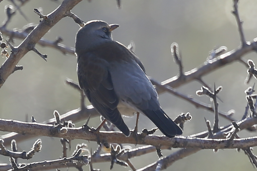 Fieldfare