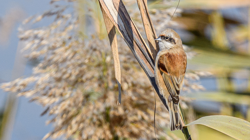 Eurasian Penduline Tit