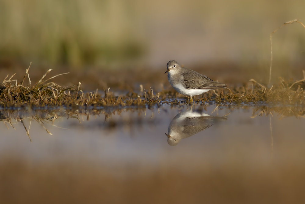 Temminck`s Stint