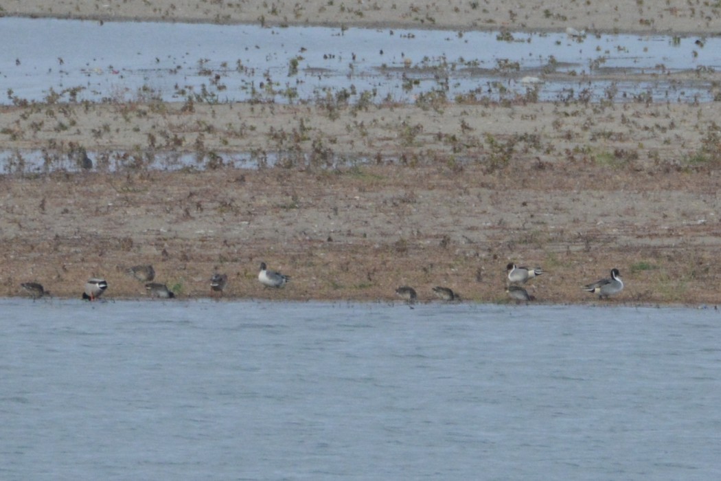 Northern Pintail