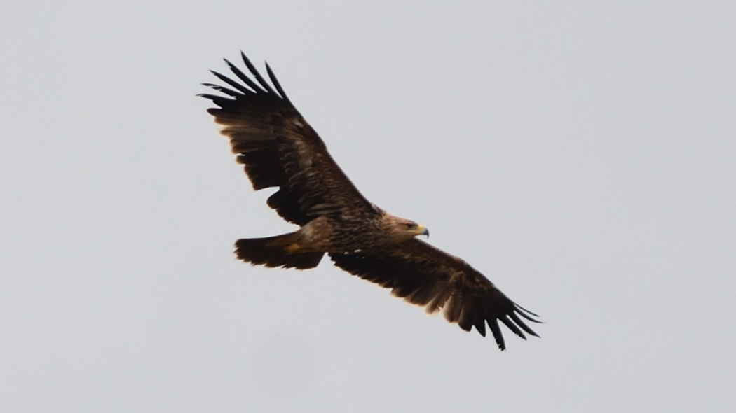Eastern Imperial Eagle