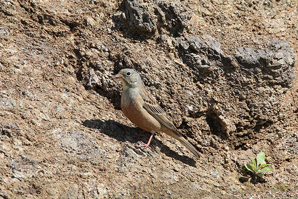 Ortolan Bunting