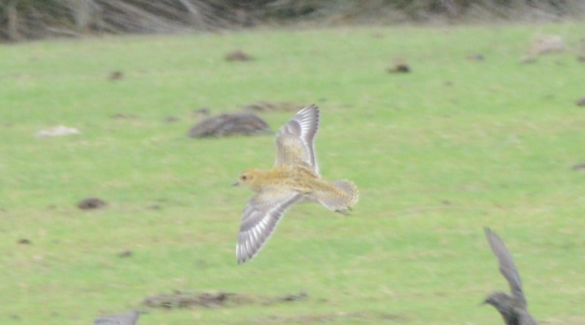 European Golden Plover