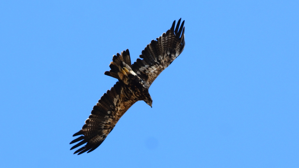 Eastern Imperial Eagle