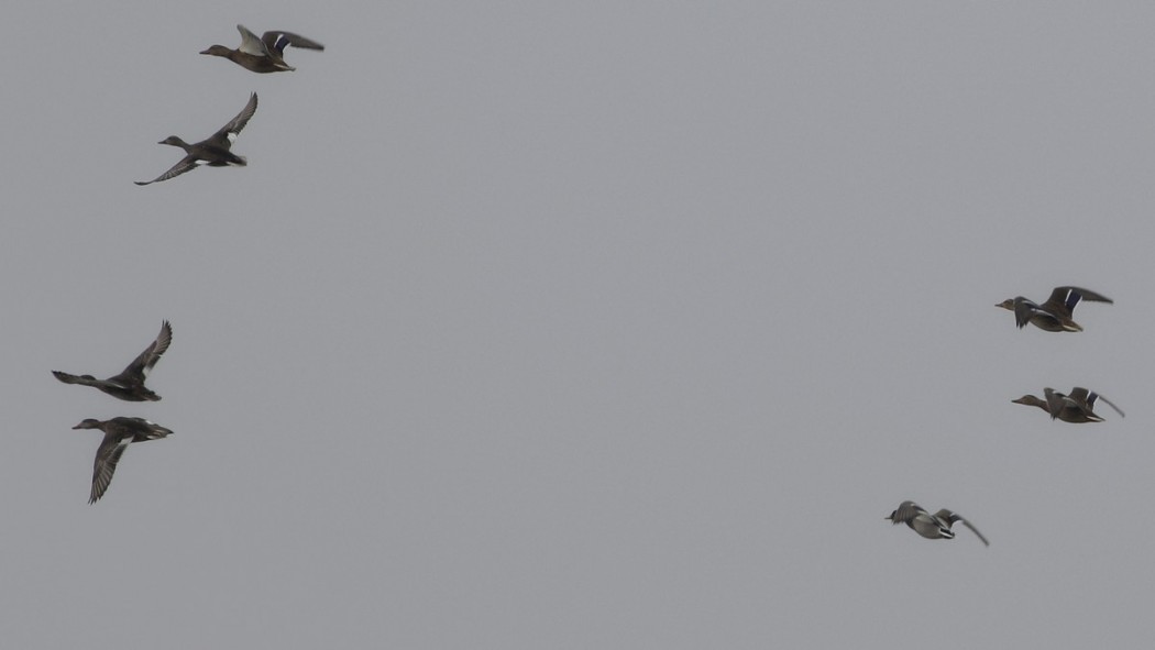 Gadwall