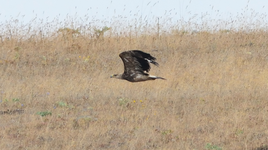 Eastern Imperial Eagle
