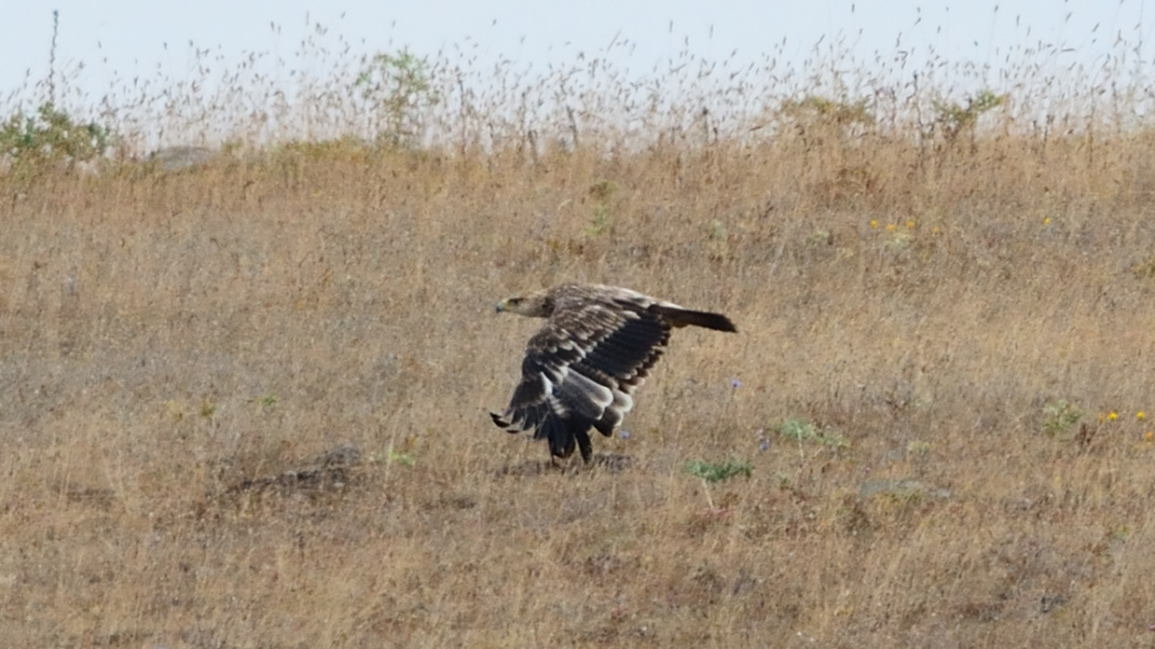 Eastern Imperial Eagle