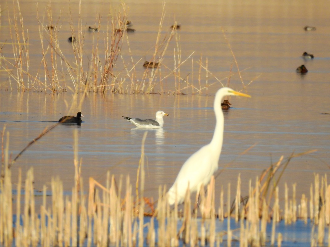Armenian Gull