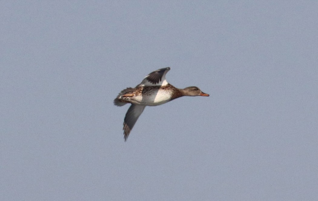 Gadwall