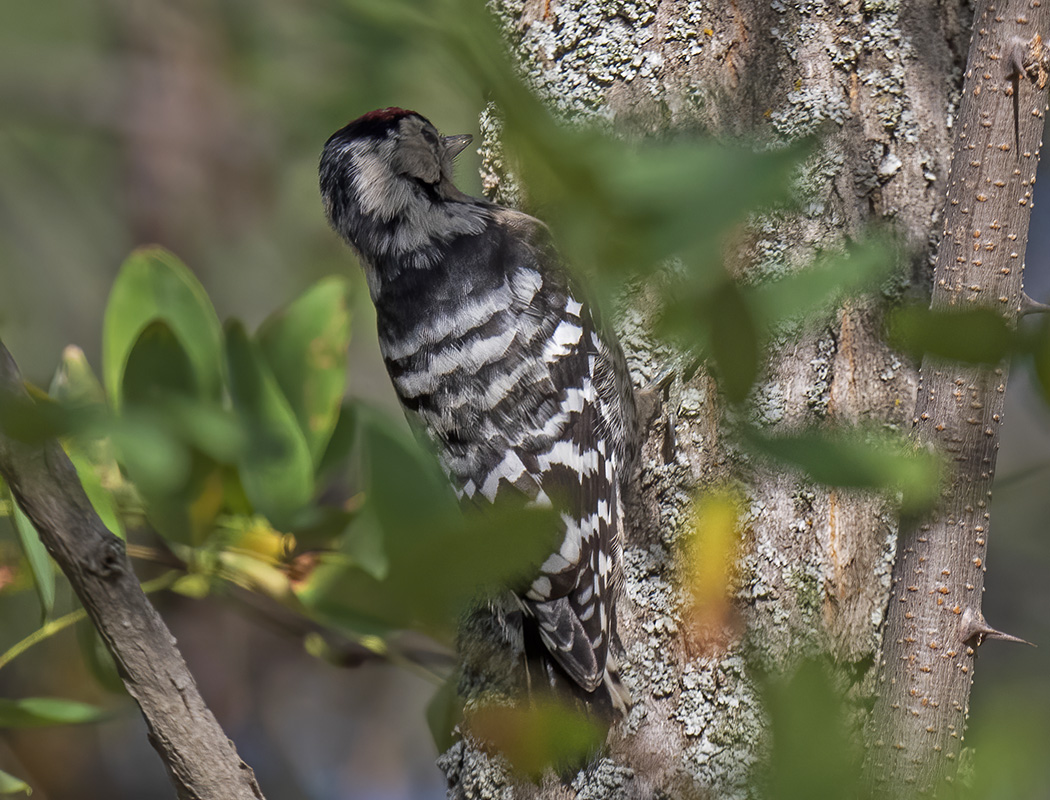 Lesser Spotted Woodpecker